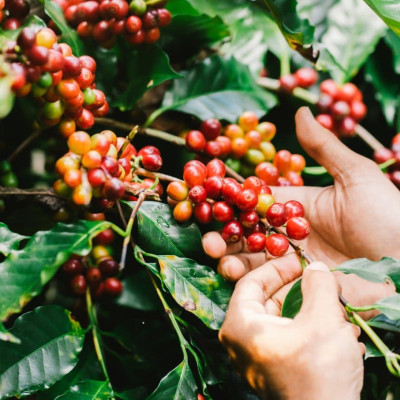 AZZAN SPECIALTY ARABICA 250g - Cà phê đặc sản, hạt rang Espresso/ Cold-Brew, hương vị say đắm