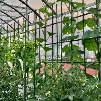 10 ống thép bọc nhựa phi 20 dài 270cm chuyên dùng làm giàn cho cây leo dùng bền từ 5 năm ở nhiệt độ ngoài trời dụng cụ làm vườn nhật bản Daim