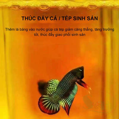 Dung dịch nước đen lá bàng cô đặc black water xử lý bệnh dưỡng cá tép giảm stress