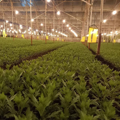 Set 30 mét Bẫy côn trùng ISRAEL (Sticky Yellow Roll) sử dụng hoa Cúc với diện tích 1.000m2 để bẫy ruồi đục lá, rệp, bọ trĩ, bọ phấn, sâu tơ, bọ nhảy, sâu xanh, rầy xanh, bướm trắng và cả ốc sên 