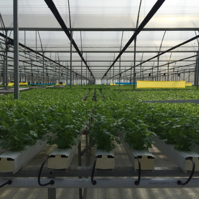 Bẫy Ruồi Bằng Keo Dính Vàng Sinh Học Israel Cuộn 10 Mét Trải Nghiệm. Hiệu Sticky Yellow Roll là Keo Dính Vàng 2 Mặt Israel (RỘNG 18CM X DÀI 10M) Nhập Khẩu Israel Sử DụngTrong Ngành Nông Nghiệp Sạch dùng Bẫy Ruồi Giấm, Ruồi Vàng, Ruồi Cái và cả các loại côn trùng khác