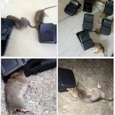 Bẫy Chuột Thông Minh Thế Hệ Mới Lò Xo Đàn Hồi Độ Nhạy Cao, Kẹp Bẫy Chuột Siêu Nhạy Siêu Hiệu Quả