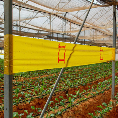 Bẫy Ruồi Bằng Keo Dính Vàng Sinh Học Israel Cuộn 10 Mét Trải Nghiệm. Hiệu Sticky Yellow Roll là Keo Dính Vàng 2 Mặt Israel (RỘNG 18CM X DÀI 10M) Nhập Khẩu Israel Sử DụngTrong Ngành Nông Nghiệp Sạch dùng Bẫy Ruồi Giấm, Ruồi Vàng, Ruồi Cái và cả các loại côn trùng khác