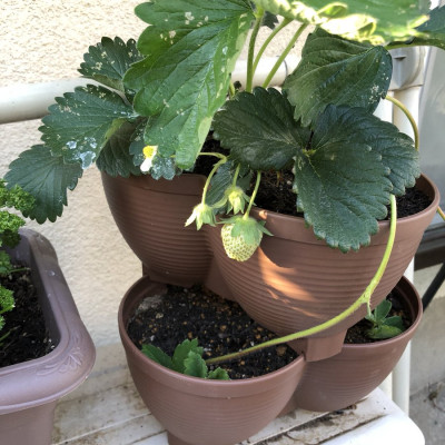 Bộ dụng cụ làm vườn Yamada mini - Nhập khẩu trực tiếp từ Nhật Bản