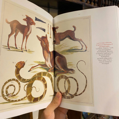 Sách - Cabinet of Natural Curiosities by Albertus Seba | Natural History - English Science Book