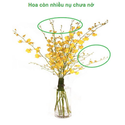 Dung Dịch Cắm Hoa Lan Vũ Nữ Lâu Tàn dạng bột của Israel (Combo 100 gói) giúp hoa lan nở đến nụ cuối cùng và hạn chế đen gốc hoa