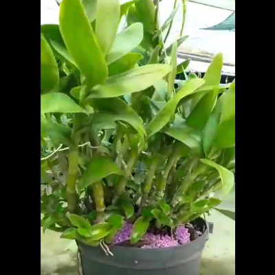 Phân Bón Thông Minh Rynan Flowermate 210 Hộp lớn - Dùng Cho Phong Lan, Hoa Kiễng Trưởng Thành, Thời Kỳ Sau Ra Hoa và Nuôi Dưỡng Mầm Mới