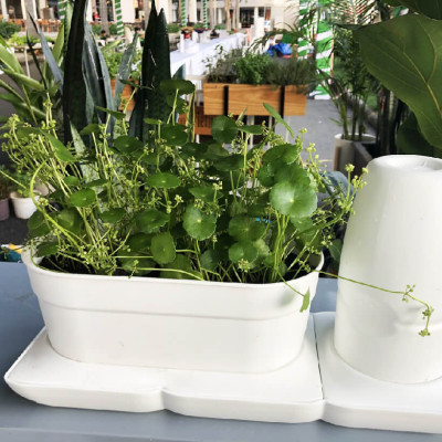 1 BỘ CHẬU TỰ DƯỠNG TRỒNG RAU BÍ XANH BASIC UNO NHẬP KHẨU BỒ ĐÀO NHA DÀNH CHO NGƯỜI BẬN RỘN NHƯNG YÊU THÍCH TRỒNG RAU TẠI NHÀ