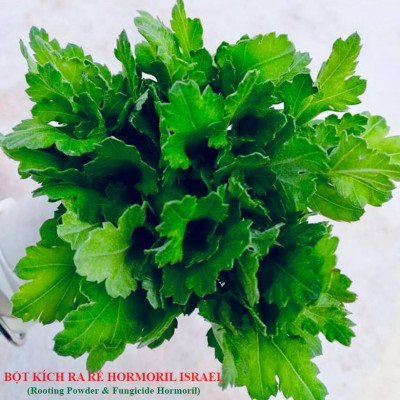 Nhập Khẩu Bột Kích Ra Rễ Israel cho cây thân Thảo, thân Mềm Hormoril 3 và bột kích ra rễ Hormoril T3 (with Fungicide)  có thành phần ngăn ngừa nấm bệnh cho rễ con 
