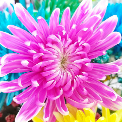 Nước Nhuộm Hoa Tươi Màu Hồng (Set 2 Chai) theo công nghệ Israel Color Sodium For Fresh Flowers giúp nhuộm đổi màu hoa cắt cành thành màu hồng đậm Pink