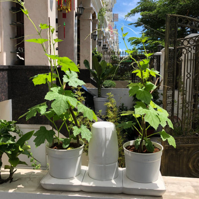 2 SET Trồng Rau Tự Dưỡng cao cấp Nhập Khẩu Bồ Đào Nha Basic dành cho người bận rộn không có thời gian tưới rau hàng ngày 