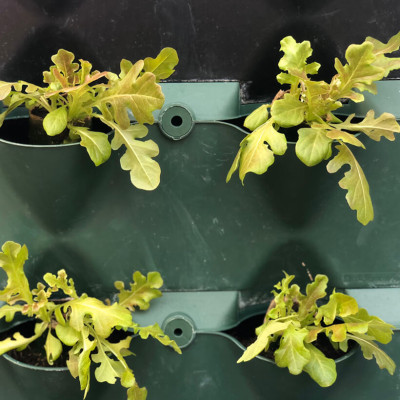 08 Chậu trồng rau thông minh Không thay đất Vertical (Màu Xanh) có tưới nhỏ giọt và bón phân Bán tự động nhập khẩu Bồ Đào Nha ( dành khu vực Không có vòi cấp)