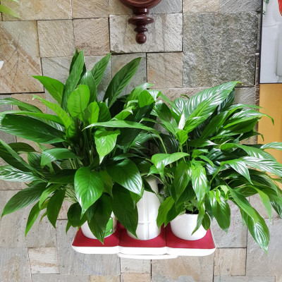 CHẬU TRỒNG CÂY ĐỂ BÀN THÔNG MINH TỰ ĐỘNG TƯỚI BASIC UNO trong 2 tháng