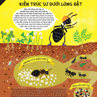 Động Vật Có Tầm Ảnh Hưởng - Hạng Mục: Xây Dựng - Nguồn Cảm Hứng Cho Những Công Trình Kiến Trúc Của Loài Người
