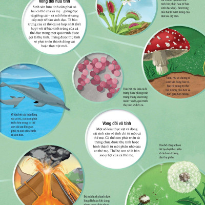 Vòng Đời - Life Cycles