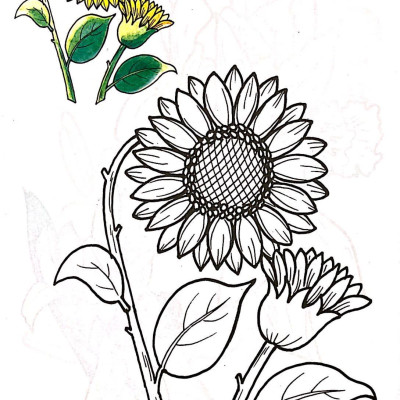 Tập Tô Màu Các Loại Hoa