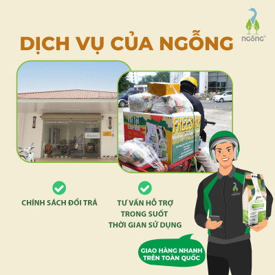 Gạo Ngỗng Sinh Thái ST25 Xát Trắng 3kg