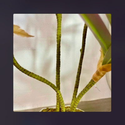 Bộ cây phát lộc giả 5 nhánh - Kích thước 80cm - Cây giả, hoa lụa Decor trang trí nhà cửa