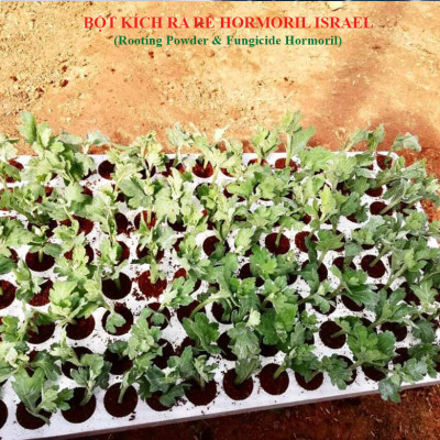 Nhập Khẩu Bột Kích Ra Rễ Israel cho cây thân Thảo, thân Mềm Hormoril 3 và bột kích ra rễ Hormoril T3 (with Fungicide)  có thành phần ngăn ngừa nấm bệnh cho rễ con 