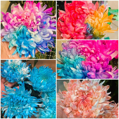 10 chai Nhuộm Hoa tươi dạng nước (Chai 1L x 10 Màu) Công Nghệ Israel giúp hoa nhuộm đổi màu theo ý muốn nhuộm trên 250 cành hoa x 1 chai