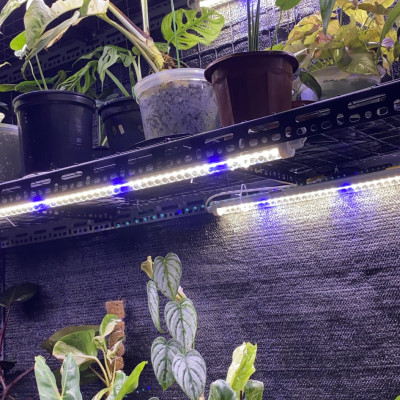 Đèn LED Trồng Cây và Quang Hợp Cho Cây Trong Nhà, Đủ Phổ Như Ánh Sáng Tự Nhiên, Chính Hãng Rạng Đông, Bảo Hành 2 Năm.