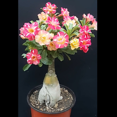 Hạt giống hoa sứ kép Thái Lan 2 màu vàng hồng 5 cánh nhiều tầng – Bịch 10 hạt - Mã số 2057