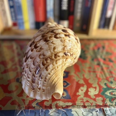 Vỏ ốc Hoàng Hậu 