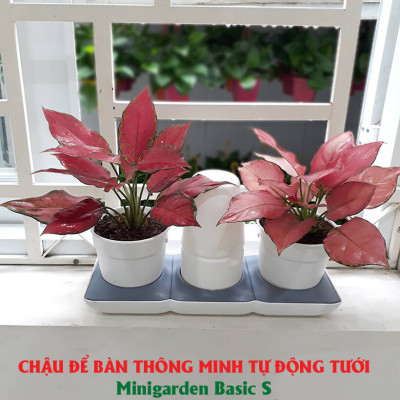 Chậu Để Bàn Thông Minh Tự Động Tưới và Tự động bón phân trong 2 tháng Minigarden Basic S Pots (1 bộ gồm 1 bình chứa nước, 2 chậu trồng và 3 túi dinh dưỡng). Phù hợp trồng cây trong gia đình, văn phòng với thiết kế gọn nhẹ, sang trọng và ít chăm sóc cây