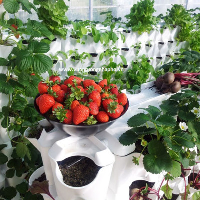 CHẬU TRỒNG RAU SẠCH TẠI NHÀ (1M2 DẠNG ĐỨNG) LÀ CHẬU NHỰA MODULE TRỒNG RAU ÁP TƯỜNG NHẬP KHẨU CHÂU ÂU BẢO HÀNH 5 NĂM (GỒM 8 MODULE LÀ 24 HỐC RAU)