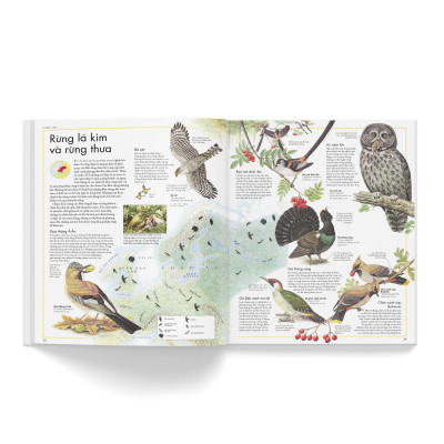 Sách - Atlas Các Loài Chim - Đông A