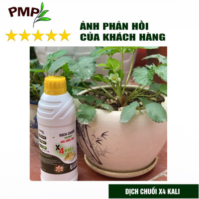 Combo 2 Chai Dịch Chuối Humic PMP Vi Sinh Chuyên Dùng Cho Hoa Hồng, Rau Sạch 1L/Chai