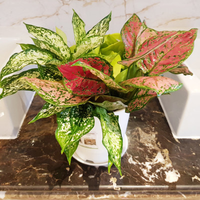 Chậu nhựa trồng cây để bàn cao cấp Minigarden Basic Pot S (Combo 10 chậu) nhập khẩu Châu Âu, Nhựa PP Chống UV, có khả năng tự hút nước và thoát nước giúp cây sống tốt mà không cần chăm sót