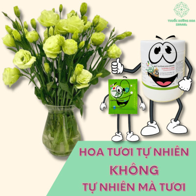 Thuốc Chăm Sóc Hoa tươi Cắm Xốp Lâu Tàn tại shop hoa Longlife SG của Israel (Combo 5KG pha 500L nước tiết kiệm) giúp hoa tươi gấp 2 lần và hạn chế thay hoa định kỳ, hoa cắm lẵng tươi lâu