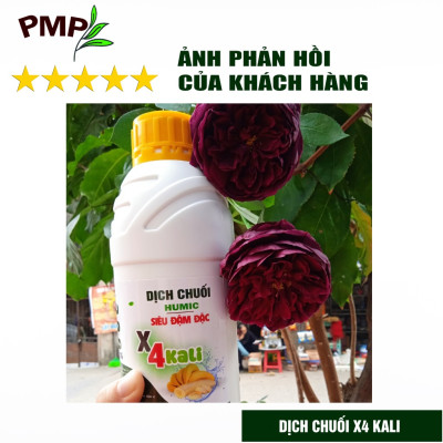 Combo 2 Chai Dịch Chuối Humic PMP Vi Sinh Chuyên Dùng Cho Hoa Hồng, Rau Sạch 1L/Chai