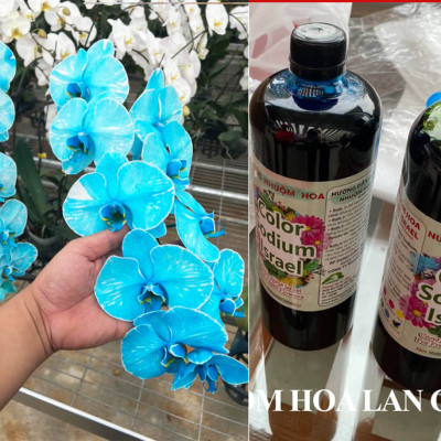 NƯỚC MÀU NHUỘM HOA LAN CHẬU DẠNG NƯỚC MÀU "ĐẶC BIỆT" CHAI 1L CÔNG NGHỆ ISRAEL GIÚP ĐỔI MÀU LAN HỒ ĐIỆP TRỒNG CHẬU (CHAI 1L NHUỘM TRÊN 300 CHẬU)