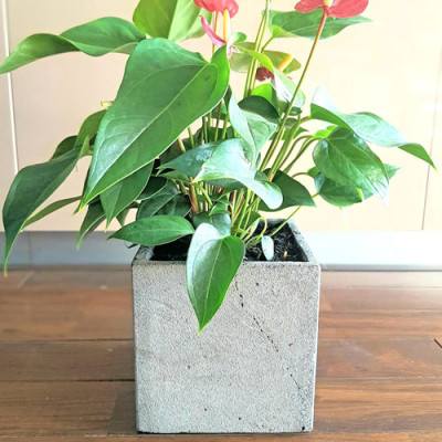 Chậu treo tường, treo tường trồng hoa hình vuông 15x15x15cm bằng đá ong xám tự nhiên trồng cây ngoài trời không hư không nứt tét, Chậu đá tự nhiên, chậu hoa đá ong xám