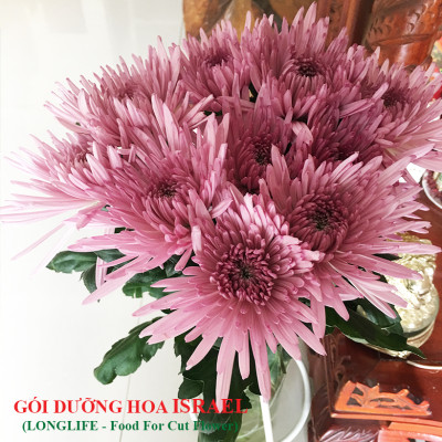 Bộ 5 hộp Loại 1KG Chế phẩm xử lý hoa Longlife của Israel - Bảo quản hoa cắm bình tươi lâu và 14 ngày không thối nước