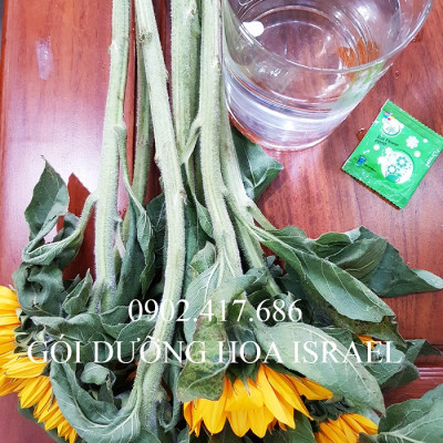 Bột Cắm Hoa ISRAEL (Combo 50 gói dưỡng hoa), Hiệu Longlife giữ hoa tươi lâu gấp 2 lần và 14 ngày không thay nước mới
