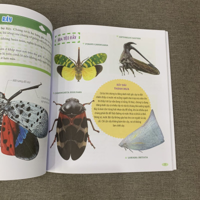 Sách- Bách Khoa Động Vật Dành Cho Trẻ Nhỏ - Côn Trùng