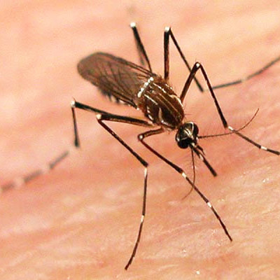 Thuốc diệt côn trùng trong nhà, diệt muỗi, không mùi dùng trong gia đình y tế Pekacon 100SC xuất xứ từ Mỹ