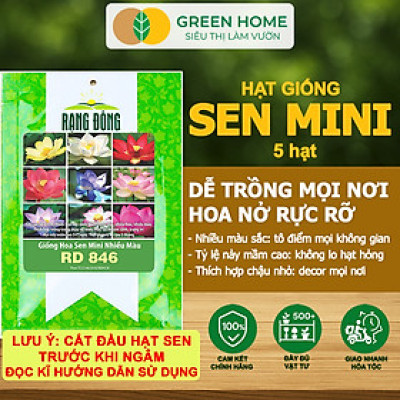 Hạt Giống Hoa Sen Mini GreenHome,  Gói 10 Hạt, Nhiều Màu, Dễ Trồng, Dễ Chăm, Nảy Mầm Tốt H01