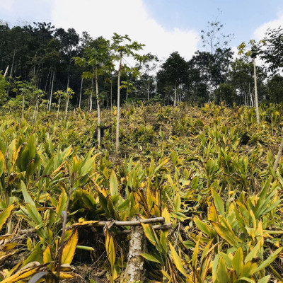 Nghệ Bột Farmers