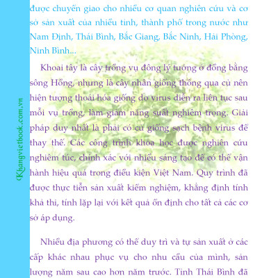 Bí Quyết Thành Công Kĩ Thuật Trồng Khoai Tây Hiệu Quả - KV