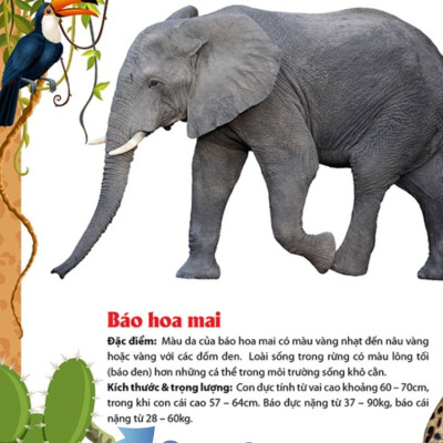 Khám Phá Thế Giới Động Vật 5 Châu - Châu Phi