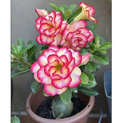 Hạt giống hoa sứ kép Thái Lan - Bịch 10 hạt – Mã số 2045