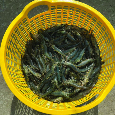 THẢO DƯỢC KẾT HỢP TẢO BIỂN GIÚP GIẢI ĐỘC, TĂNG CƯỜNG CHỨC NĂNG GAN TỤY, GIÚP GAN KHỎE MẠNH HEPA PRO