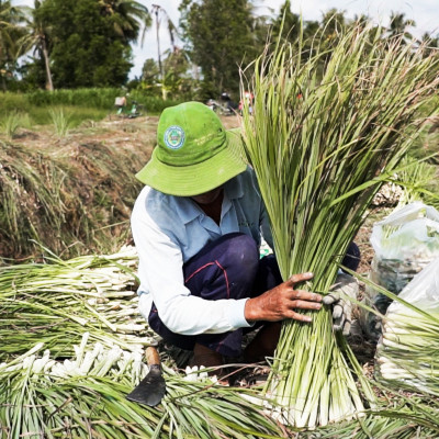 Tinh dầu sả chanh 50ml Mộc Mây - tinh dầu nguyên chất 100% từ thiên nhiên - chất lượng và mùi hương vượt trội