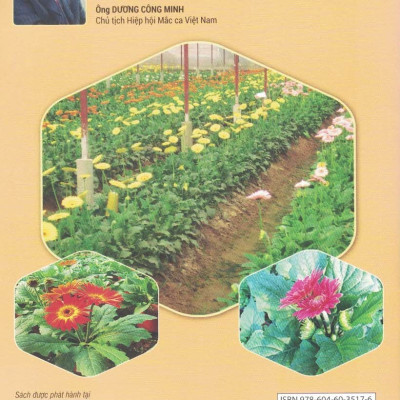 Cách Trồng HOA ĐỒNG TIỀN