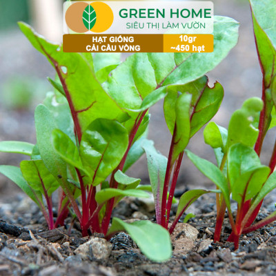Hạt Giống Rau Cải Cầu Vồng Greenhome, Gói 10g~450 hạt, Dễ Trồng Quanh Năm, Nảy Mầm Cao, Thu Hoạch Nhanh, Năng Suất Cao R06