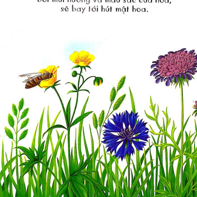 Những Khám Phá Đầu Tiên Của Tớ: Hoa